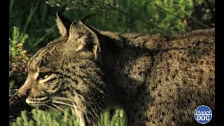 The most endangered feline on the planet the Iberian lynx and its life in the Doñana National Park [upl. by Hcirdeirf]