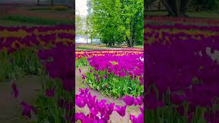 Morges Tulip Festival 2024 Switzerland  Beautiful Places [upl. by Gaynor837]