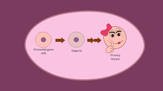 Oogenesis part 1  Development of Oocytes Primary before birth [upl. by Garner]