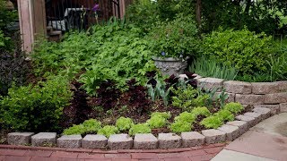 Planting day Sweet Potatoes Coleus Sedum amp Hellebores 👩‍🌾🌿  Garden Answer [upl. by Irtemed99]