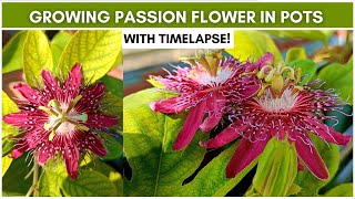 Growing Passion Flower Passiflora in Pots With Timelapse [upl. by Rakabuba277]