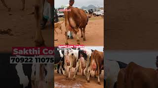 Cintamani cow going to kerala cow vivasayaarvalargal shortvideo shorts [upl. by Halliday]