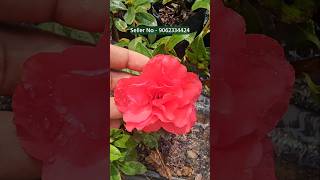 azalea plant online sale  horticultureking nursery muchisha  wholesale plant nursery [upl. by Monie620]