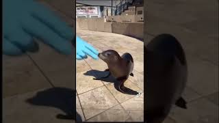 Cute Seal 🦭 edit seal animals cute ocean funny funnymemes cuteseal babyseal adorable [upl. by Aerdma617]