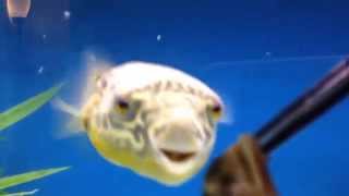 Mbu pufferfish eating in tank with RTG Arowana [upl. by Ku380]