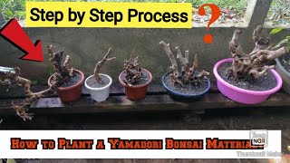 Planting A Yamadori Bonsai Material [upl. by Coumas822]