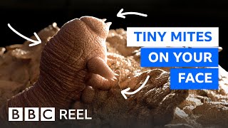 There are thousands of mites living on your face – BBC REEL [upl. by Vincenty]