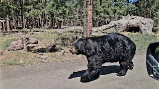 Bearizona DriveThruWalkThru Wildlife Park US E Rt 66 William Arizona 美國亞利桑那州威廉姆斯熊利桑納野生動物公園。 [upl. by Eicnahc870]