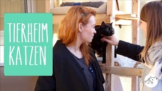 Eine Tierheim Katze adoptieren Wie läuft eine Vermittlung ab Kosten amp Co [upl. by Enitsyrhc]