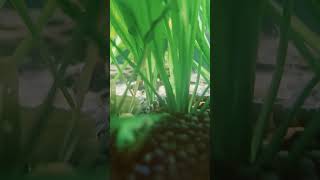 Kuhli LOACH making a appearance shorts fish shortsvideo rock [upl. by Ayak]