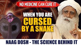 Can A SNAKE CURSE Have Impact On You   Science Behind NAAG DOSHA  Serp Dosh solution  Sadhguru [upl. by Ppik]