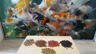 Koi Food Pellets  What Pellets I Feed My Koi [upl. by Novi]