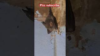 Types Of Bats 🦇Large ear Horseshoe shorts trending Bats viral subscribe [upl. by Sillig]