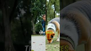 Why Do Dogs Love Sniffing Everything funfacts pets didyouknow shortvideo shorts dog doglover [upl. by Tristam]