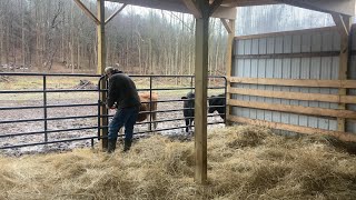 Bedding cattle Tractor Jenga and a new addition to the shop [upl. by Ynohtnaed]