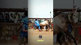 அழகன்😍💥 jallikattu jallikattukalai shortvideo viralvideo manjuvirattu trending shorts short [upl. by Dulsea537]