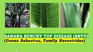 Banana Bunchy Top Disease causes symptoms epidemiology and management [upl. by Goulden]