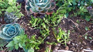 Sceletium tortuosum thrives outside in the winter Northern Hemisphere [upl. by Elin]