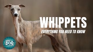 Whippets Dogs 101 Everything You Need To Know [upl. by Skyla]