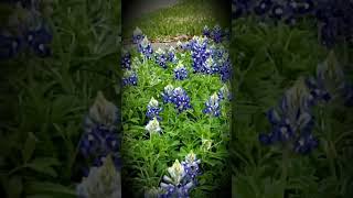 Bluebonnets in my front yard March 2023 [upl. by Therine110]