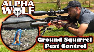 Ground Squirrel Hunting  Daystate Alpha Wolf  Air Gun Hunting [upl. by Idid]