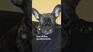 keep staring withthemaddy dogsofinstagram dogvideos dogs asmrdog [upl. by Ahsiekrats]