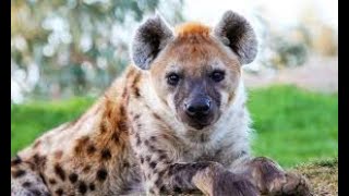 i told this hyena about the kamala memes about them jit cracking up [upl. by Lebanna]