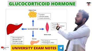 Glucocorticoids  Cortisol  Adrenal Hormone  Endocrine Physiology [upl. by Lecirg]