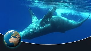 The fascinating world of the humpback whales [upl. by Katherin]