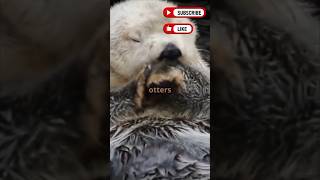 Awesome Otters  Cute🦦 animal animallover animals animalshorts animalfacts otters otterlove [upl. by Giuditta683]