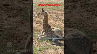 Monarto Safari Park SA [upl. by Natanhoj343]