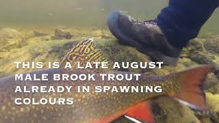 Rarely Seen Underwater World of Brook Trout [upl. by Feledy749]