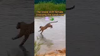 The stone drift female crossing the sand river wildafrica safarilife safaritour shortfeed [upl. by Ecinereb]