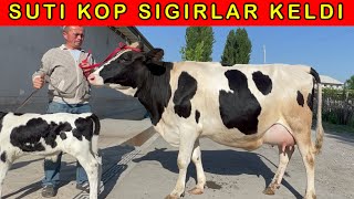 ARZON SUTI KOP SIGIRLAR KELDI SHOSHILING 978196655 916721206 [upl. by Any80]