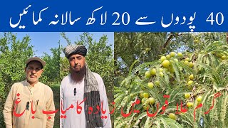 40 podo say 20 lakh salana kamyaion  best expensive fruit in Punjab best fruit in Punjab Pakistan [upl. by Sixel]