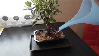 Ficus Retusa Bonsai átültetése [upl. by Darmit]