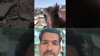 Israeli bombing killing cat explore gaza love gazaunderattack cat funny cute music song [upl. by Malia43]