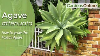 Agave attenuata  Century Plant [upl. by Hsejar]