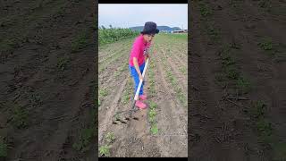 Cultivador manual shortvideo [upl. by Lyrad22]