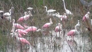 Roseate Spoonbills Galore [upl. by Dorita]