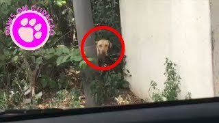 This dog was left to die on the streets wait till you see what happens [upl. by Diaz543]