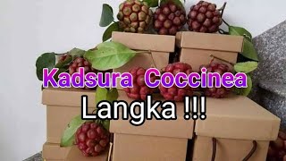 Kadsura Cocinea masih langka di Indonesia [upl. by Nnaihs]