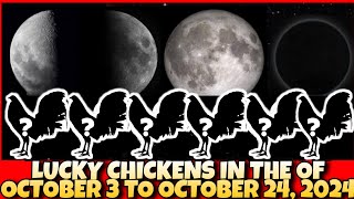 LUCKY CHICKENS IN THE MONTH OF OCTOBER 3 TO OCTOBER 24 2024 [upl. by Yelad]