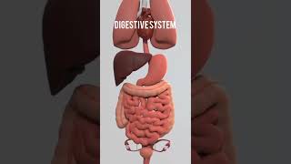 Digestive System Animation  How Food moves through the Digestive System digestivesystem intest [upl. by Arlo]