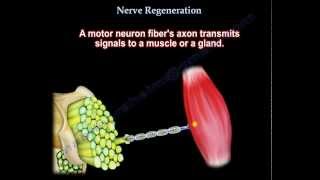 Nerve Regeneration  Everything You Need To Know  Dr Nabil Ebraheim [upl. by Ettenel]