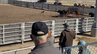 Pepper nationals open cattle [upl. by Shir600]