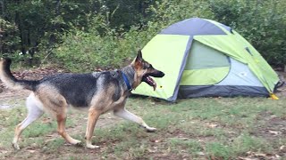 Sharing the Tent with my German Shepherd [upl. by Socram]