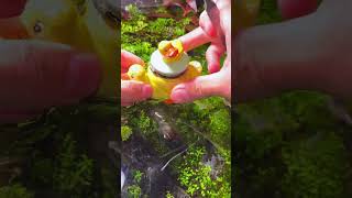 Quack quack🦆💋fishies fish petfish aquarium aquascape underwater pet fy ytshorts [upl. by Bailar]