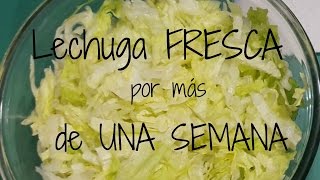 Lechuga FRESCA por más de UNA SEMANA ツFozita Iniestaツ [upl. by Nicodemus]