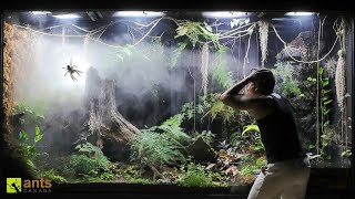 How a Huntsman Spider Returned From the Dead in My Giant Rainforest Vivarium [upl. by Aikym]